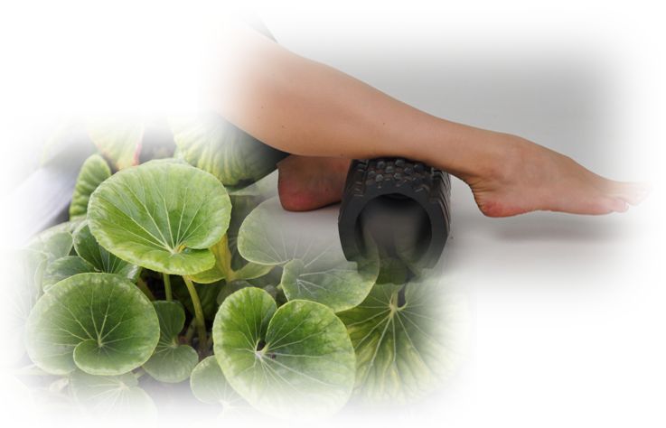 병풀 센텔라 다리부종