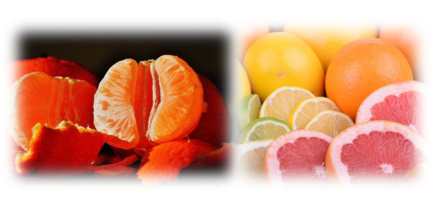 감귤류과일 