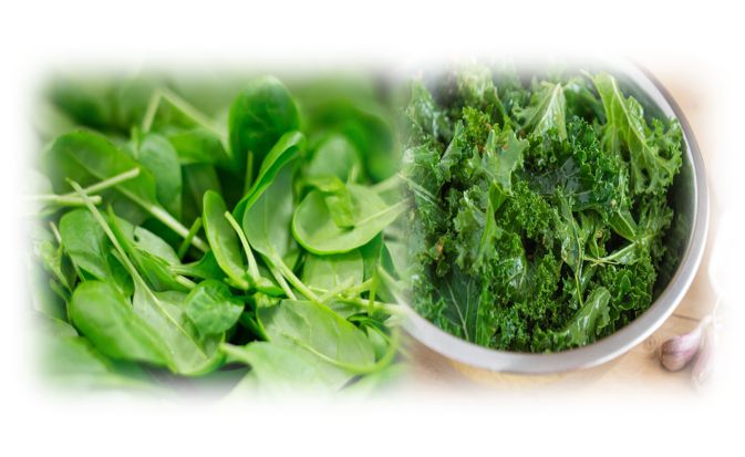 시금치 케일 등 잎채소