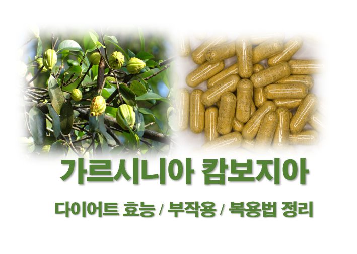 가르시니아 캄보지아 효능 부작용 복용법 정보 글 커버 사진