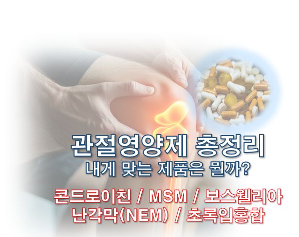관절영양제 콘드로이친 MSM 보스웰리아 난각막 초록입홍합 정리