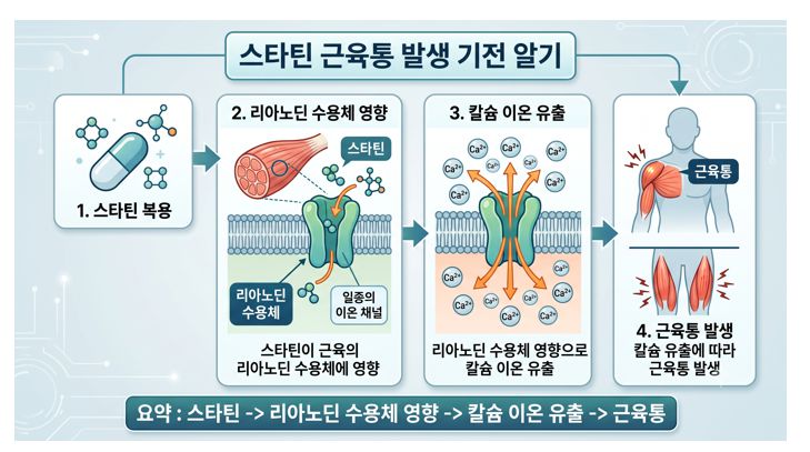 리바로젯 등 스타틴 약물 근육통 유발 기전 인포그래픽