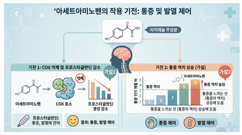 타이레놀 주성분 아세트아미노펜 작용기전 설명 인포그래픽