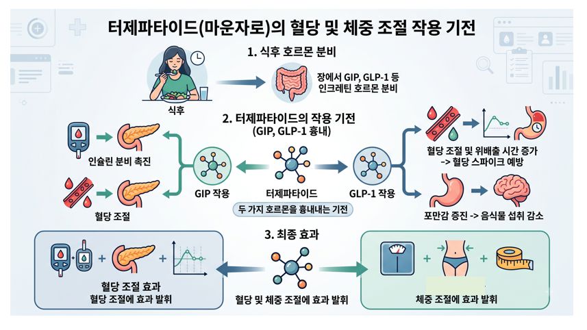 마운자로 주성분 터제파타이드 작용기전 설명 인포그래픽