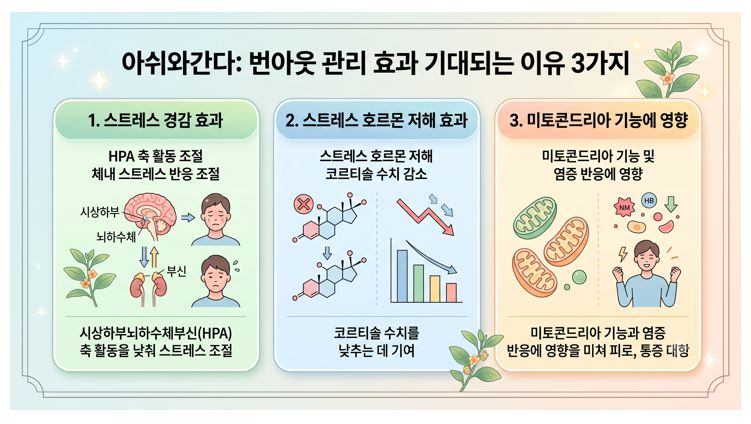 아쉬와간다(아슈와간다) 번아웃 효과 정리 인포그래픽