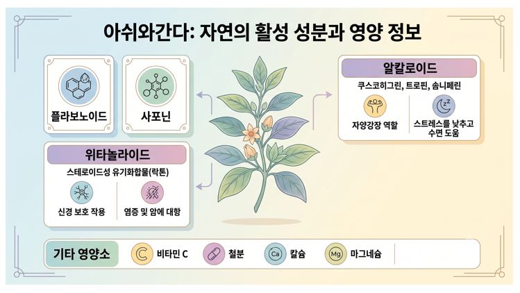 아쉬와간다(아슈와간다) 활성 성분 및 정의 인포그래픽