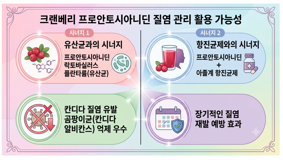 크랜베리 질염 관리에서 병용요법을 토해 나타낸 연구 결과 정리 인포 그래픽