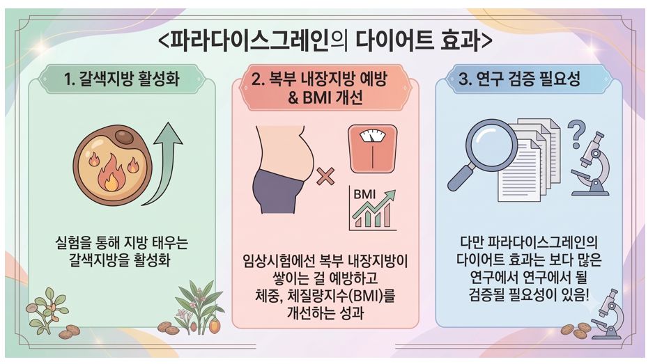파라다이스그레인 다이어트 효과 정리 인포그래픽