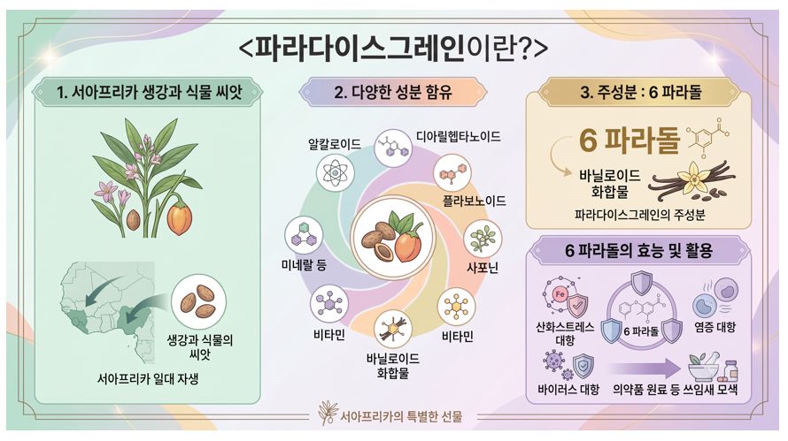 파라다이스그레인 주요 성분 정리 인포그래픽