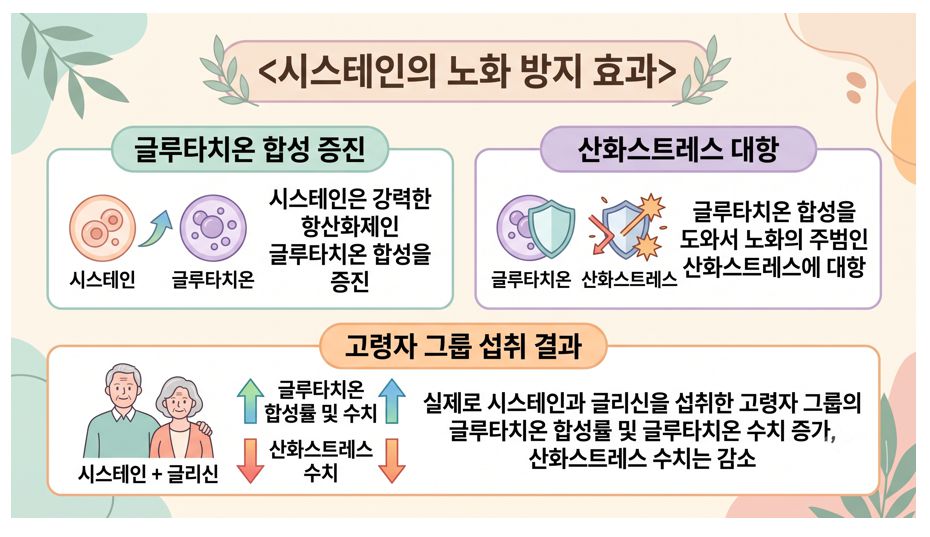 시스테인 글루타치온 생성 역할과 노화 방지 효과 정리 인포그래픽