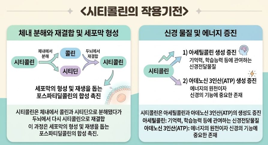 시티콜린 작용기전에 관한 인포그래픽
