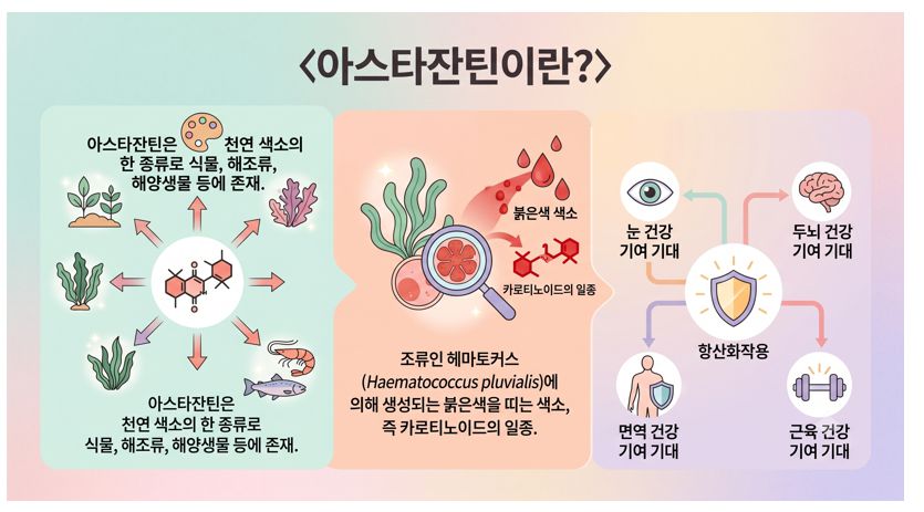 아스타잔틴 정의와 효능 정리 인포그래픽
