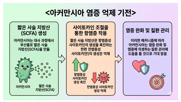 아커만시아의 염증 억제 기전 설명 인포그래픽