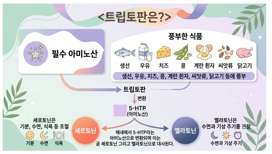 트립토판의 정의, 역할, 풍부한 음식 등 정리 인포그래픽